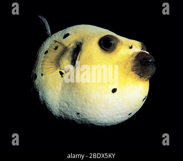 Black-Spotted Pufferfish Stock Photo