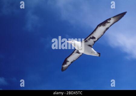 Laysan albatross Stock Photo