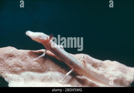 Texas blind cave salamander Stock Photo