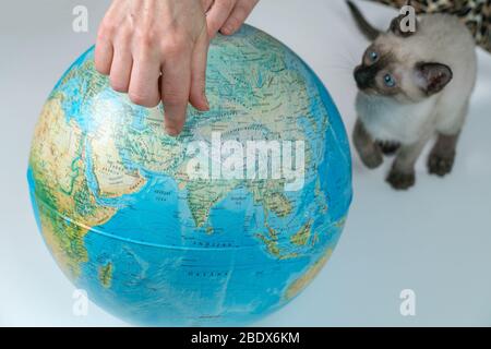 Siamese kitten looks at globe, white background with female hands. Travel and education concept. Lifestyle Stock Photo