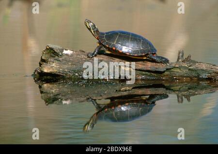 Eastern Painted Turtle Stock Photo