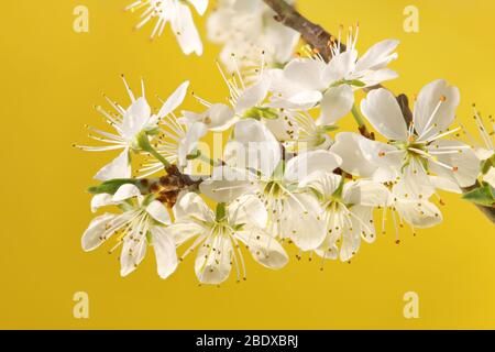 White blossoms of spring against a yellow background. Closeup macro photography in high resolution, studio shot. Stock Photo