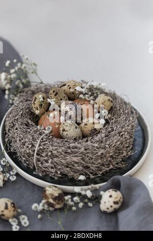 Chicken, quail eggs and gypsophila flowers in a nest and over dark linen napkin. Negative space. Stock Photo