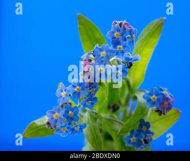 Blue flowers of the garden plant Myosotis or Forget Me Not, seen in spring time. Stock Photo
