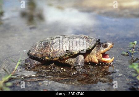 Narrow-Bridged Musk Turtle Stock Photo