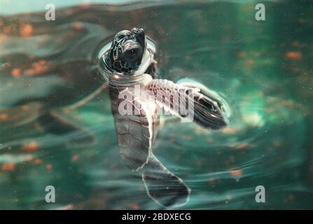 Young Loggerhead Turtle Stock Photo