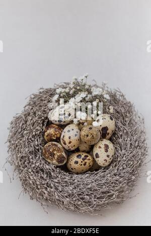 Quail eggs and gypsophila flowers in a nest and over light gray background. Negative space. Stock Photo