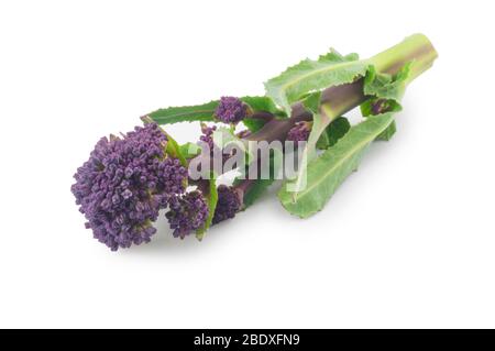 Studio shot of purple sprouting broccoli cut out against a white background Stock Photo