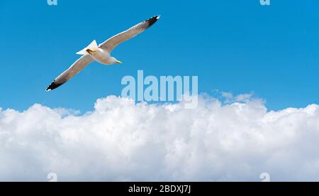 Seagull over white clouds in blue sky Stock Photo