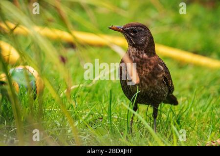 Female hen blackbird. Stock Photo