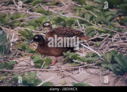 Male and Female Laysan Teal Ducks Stock Photo