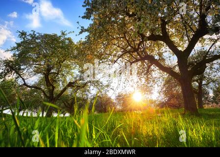 Setting sun framed by two trees on a green meadow with blades of grass in the foreground and blue sky Stock Photo