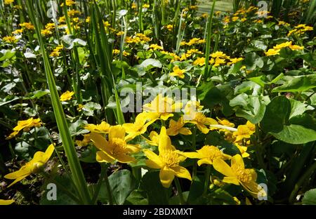 Marsh marigold KIngcup or Mollyblobs Caltha palustris growing with water iris at the muddy fringes of a shallow pond in Somerset UK Stock Photo