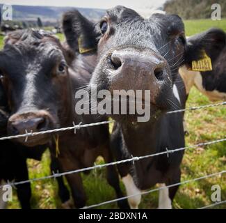 Close encounter with friendly Holstein Friesian cows on a farm in Somerset UK Stock Photo