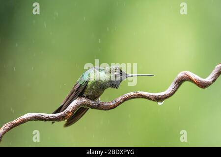 A Talamanca Hummingbird (Eugenes spectabilis) showing territorial behavoir on a curly branch in Costa Rica Stock Photo
