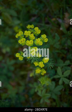 Euphorbia cyparissias yellow and green inflorescence Stock Photo