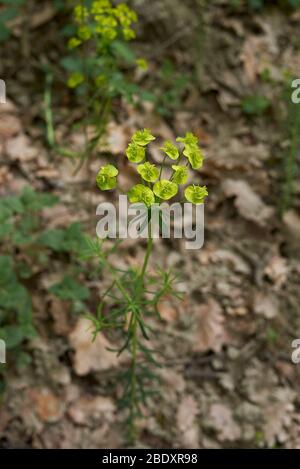 Euphorbia cyparissias yellow and green inflorescence Stock Photo