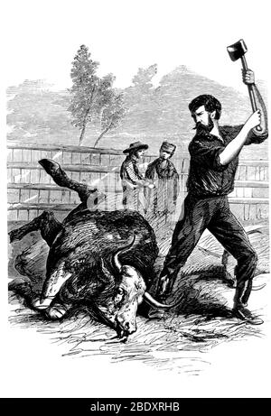 Rinderpest Outbreak Cattle Plague 1868 Stock Photo Alamy   Rinderpest Outbreak Cattle Plague 1868 2bdxrhb 