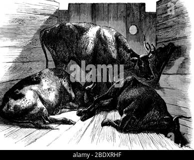 Rinderpest Outbreak, Cattle Plague, 1868 Stock Photo