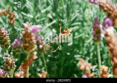 Silver Spider at Garden in Macro close-up with light background against Lavander plants. Common spider in Brazil. - Argiope argentata - Aranha de prat Stock Photo