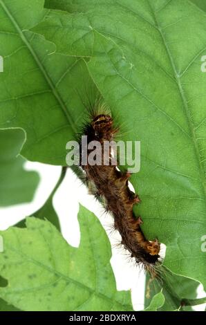 Gypsy Moth Caterpillar, Lymantria dispar dispar Stock Photo