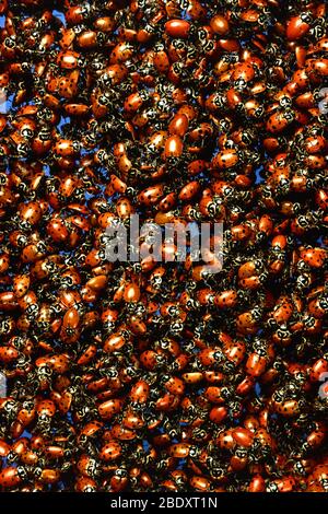 Convergent Lady Beetles, Hippodamia convergens