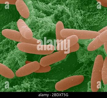 E. coli Bacteria, SEM Stock Photo