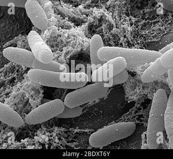 E. coli Bacteria, SEM Stock Photo