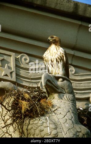 Red-tailed Hawk at urban nest Stock Photo