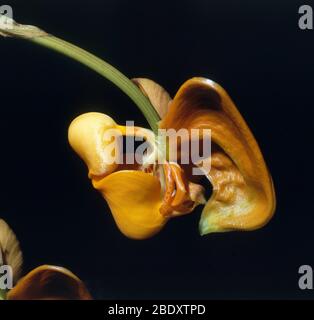 Bucket Orchid Stock Photo