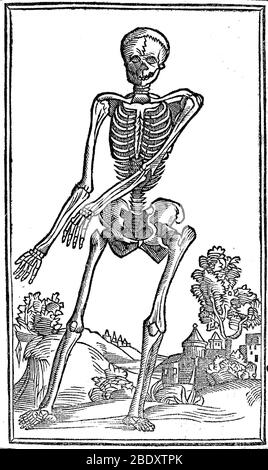 Historical Anatomical Illustration Stock Photo