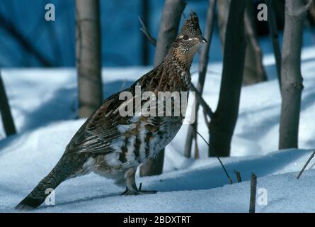 Ruffed Grouse Stock Photo