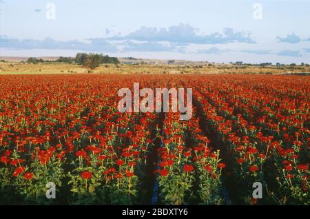 Zinnias Stock Photo