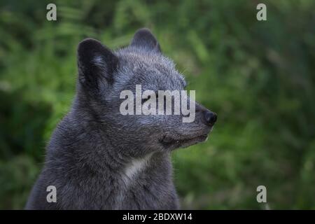 Blue Arctic Fox close up portrait Stock Photo