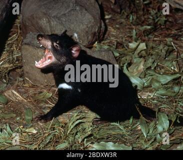 Tasmanian Devil Sarcophilus harrisii, devil showing cancer, Devil ...