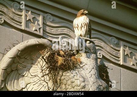 Red-tailed Hawk at urban nest Stock Photo