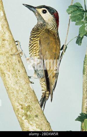 Golden-olive Woodpecker Stock Photo
