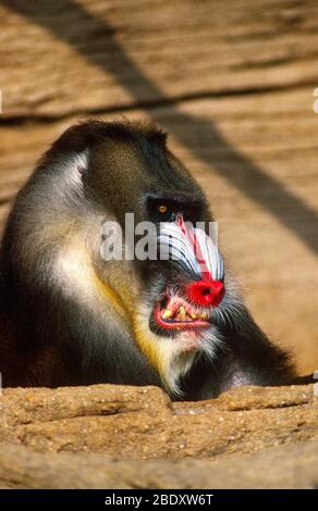 Mandrill Aggressive Display Stock Photo