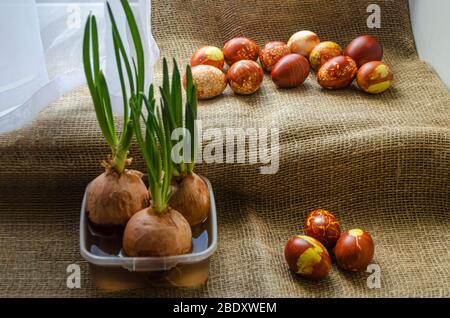 Easter eggs are coloured by ancient onion husk method with various natural patterns lying in sunshine on beige burlap next to the sprouted green onion Stock Photo