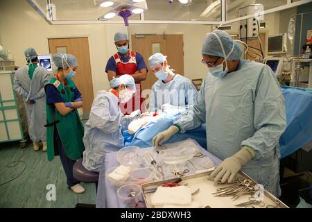 Surgeons and technicians insert a metal plate into the ankle area of a ...