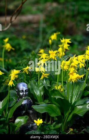 buddha statue,contemplate,contemplation,peace,peaceful,meditate,fawn lily,dogstooth violet,spring,yellow flowers,flower,Erythronium Spindlestone Stock Photo