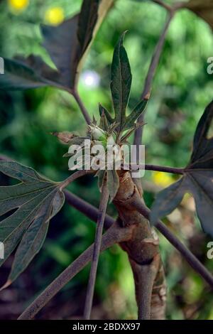 oreopanax incisus, deeply lobbed palmate leaves,green leaves,foliage,attractive leaves,foliage,exotic garden,gardens,RM Floral Stock Photo