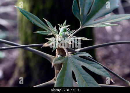 oreopanax incisus, deeply lobbed palmate leaves,green leaves,foliage,attractive leaves,foliage,exotic garden,gardens,RM Floral Stock Photo