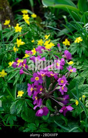 Primula polyanthus Harbour Lights,Anemone x lipsiensis,pink and yellow flowers,flowering,contrast,contrasting,clashing,clash,colours,colors,spring gar Stock Photo