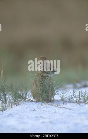 Marsh Rabbit Stock Photo