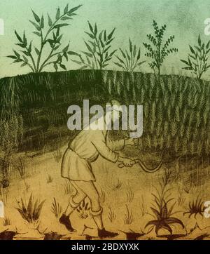 Agriculture, Medieval Farming Stock Photo