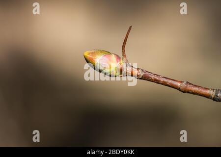 Norway Maple Bud in Springtime Stock Photo