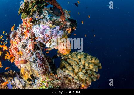 corals growing on Ship Wreck underwater while diving Stock Photo