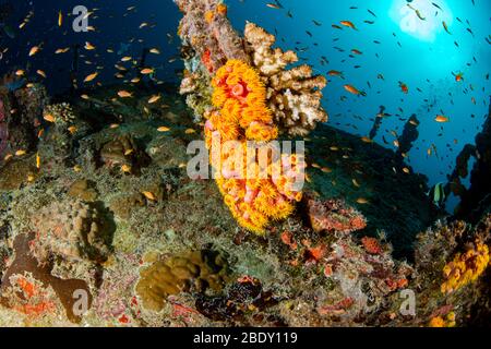 corals growing on Ship Wreck underwater while diving Stock Photo