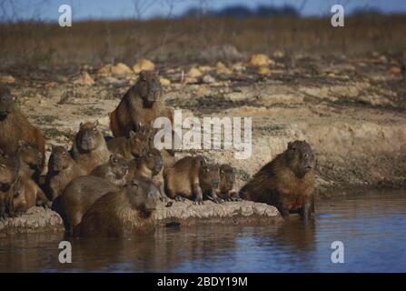 Capybaras Stock Photo